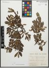 Foto von Salix glaucosericea Flod.